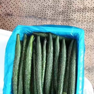 精品密刺黄瓜，全国发货，量大从优，欢迎致电