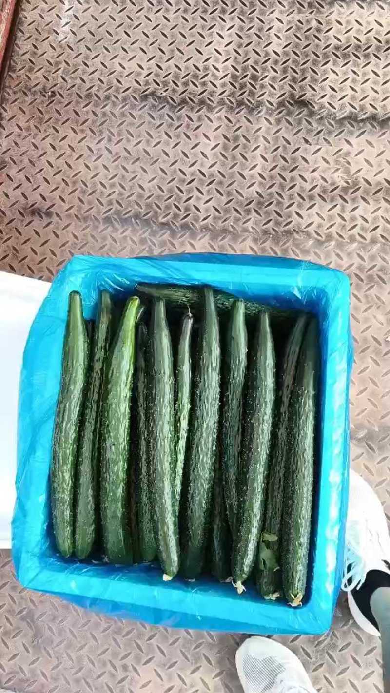 精品密刺黄瓜，全国发货，量大从优，欢迎致电