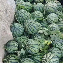 廊坊永清美都有籽麒麟西瓜上市