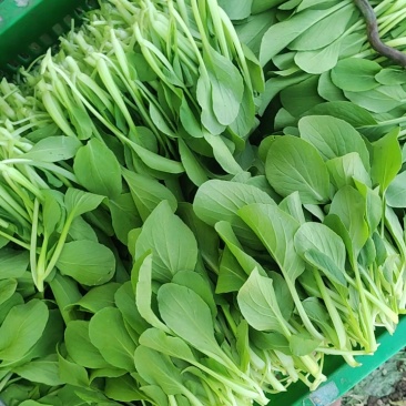 深圳鸡毛菜基地！长年每天新货供应！深圳现割每天从深圳发货