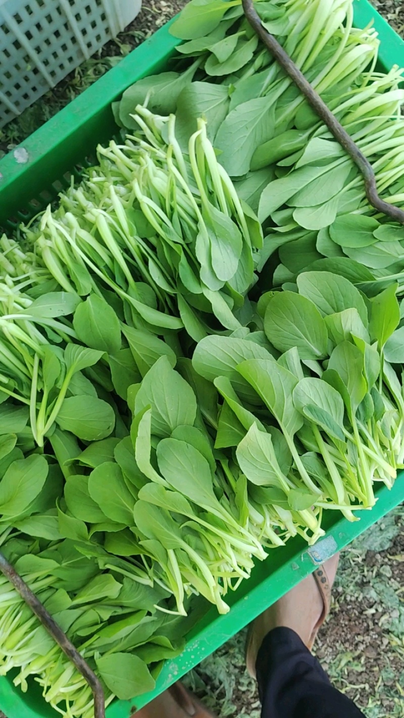 深圳鸡毛菜基地！长年每天新货供应！深圳现割每天从深圳发货