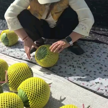 蒲城938吊兰西瓜，吊篮西瓜，全美2k西瓜冰糖籽，小糖丸
