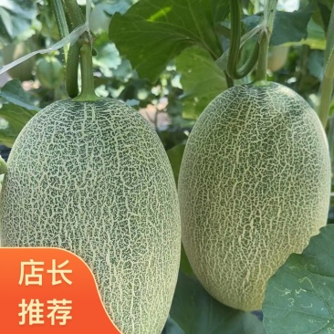 山东章丘小蜜大量上市晓蜜25哈密瓜品质保证专业代办
