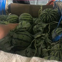 麒麟西瓜无籽西瓜有籽西瓜大量供应品质保证