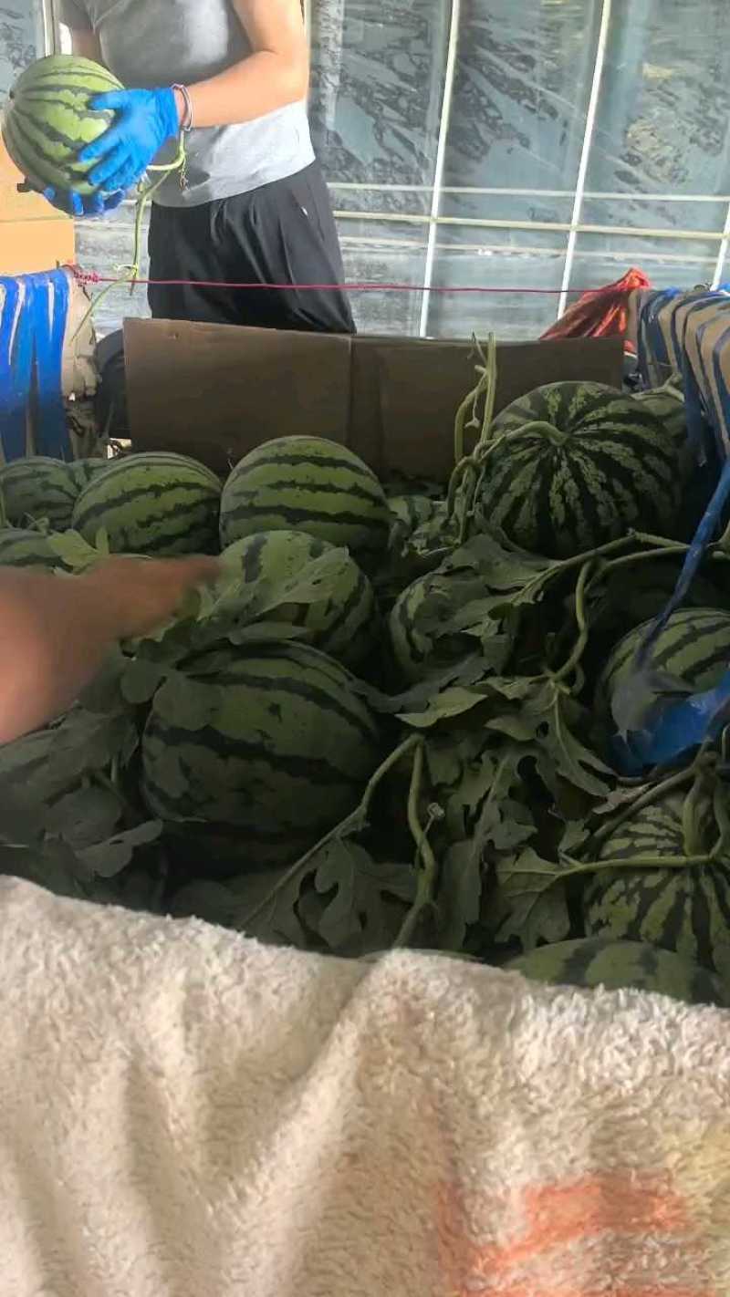 麒麟西瓜无籽西瓜有籽西瓜大量供应品质保证
