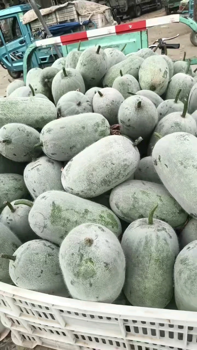 水果冬瓜大量上市，产地供应价格美丽质量好有需要的联系