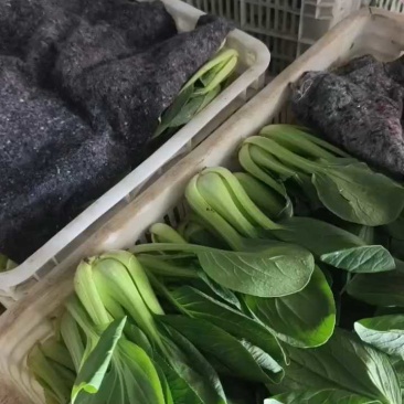山东聊城上海青3毛，小颗便宜，大量有货