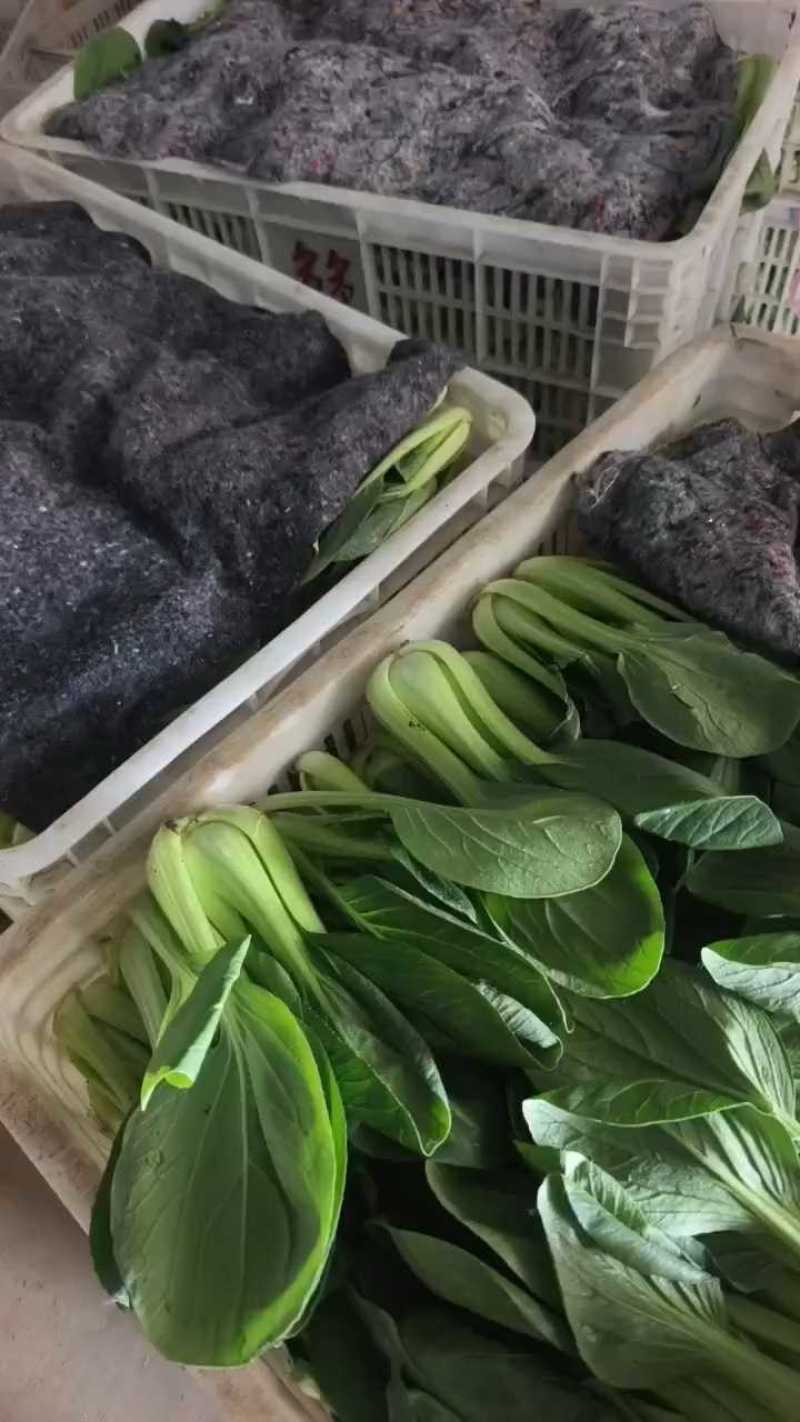 山东聊城上海青3毛，小颗便宜，大量有货