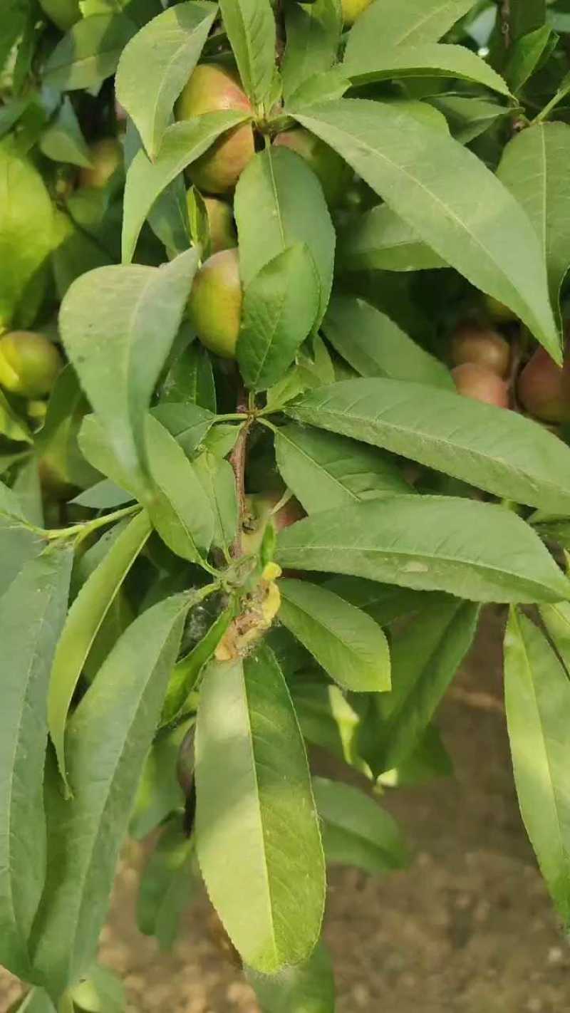 河北广宗县明月油蟠桃，油蟠桃大量供货基地直发，可供5月底