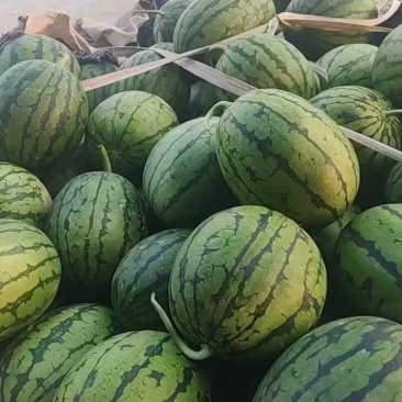 早春红玉吊瓜，货源充足口感好，包熟包甜，质量为重中之重