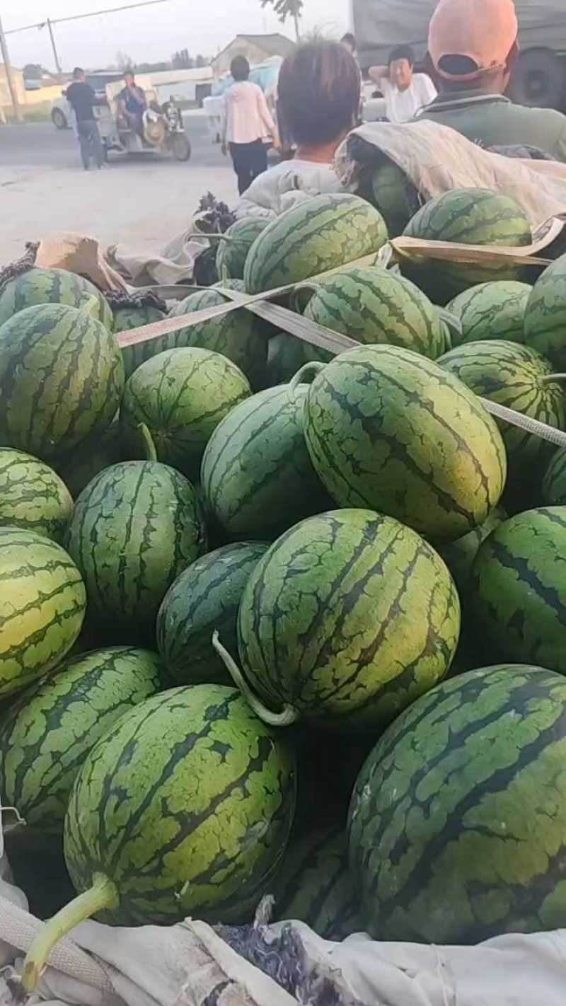 早春红玉吊瓜，货源充足口感好，包熟包甜，质量为重中之重
