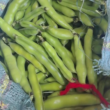 高山绿皮绿米蚕豆自家种植基地保质保量欢迎致电