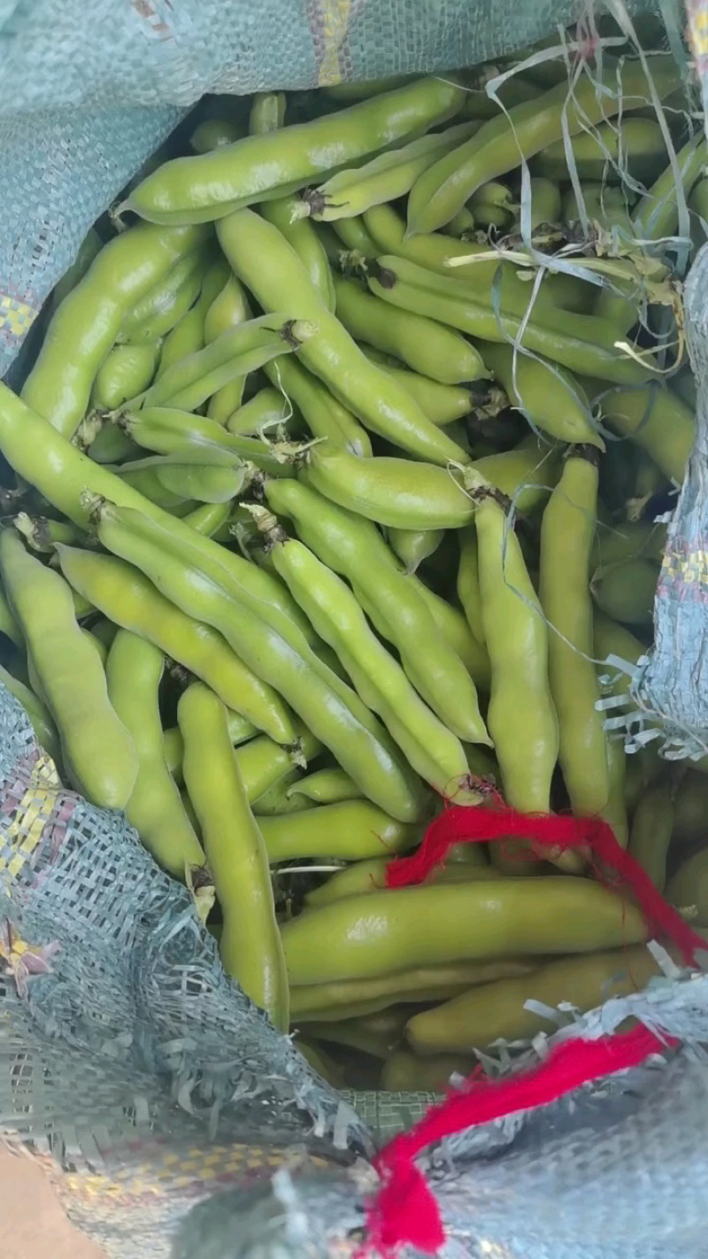 高山绿皮绿米蚕豆自家种植基地保质保量欢迎致电