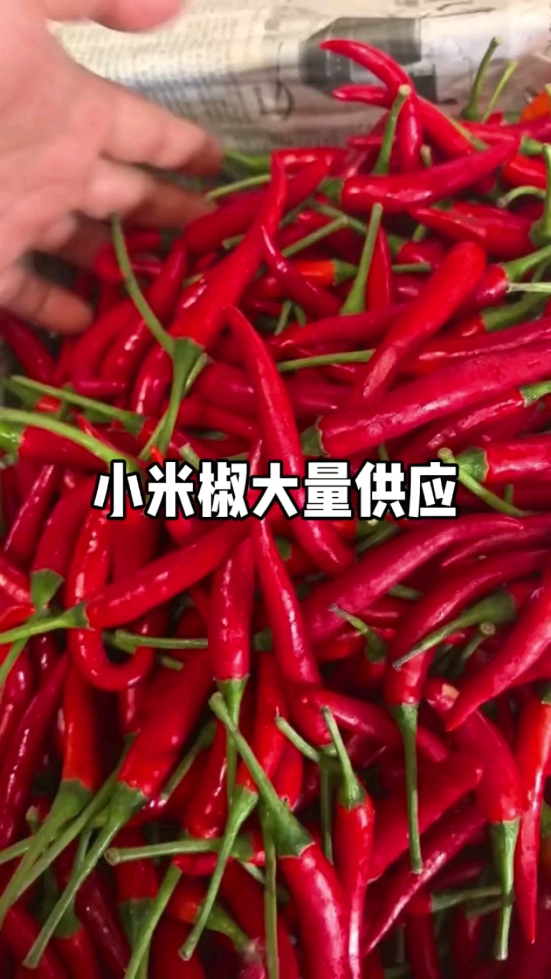 小米椒