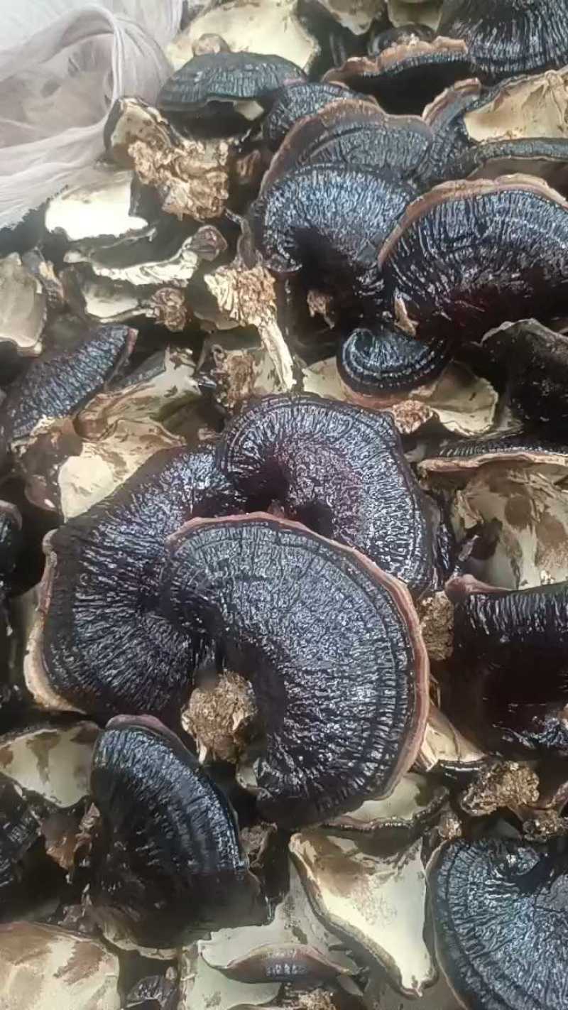 灵芝正宗金边灵芝产地直发药厂**菌香浓郁泡茶泡酒煲汤不苦