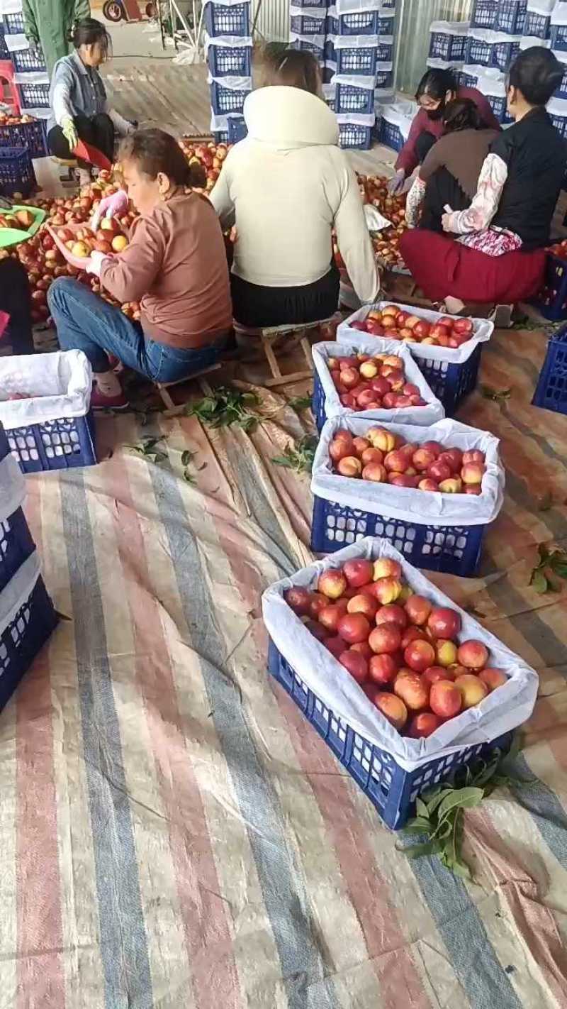 《实力推荐》湖北油桃金蕾大量上市口感脆甜，可供商超，外贸出口