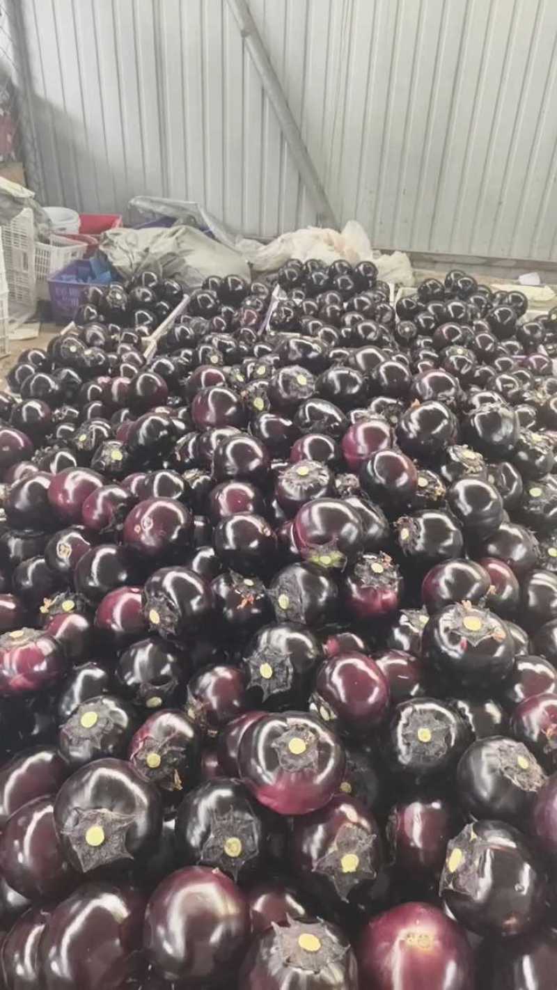 山东寿光精品紫光圆茄全年有货支持各种平台