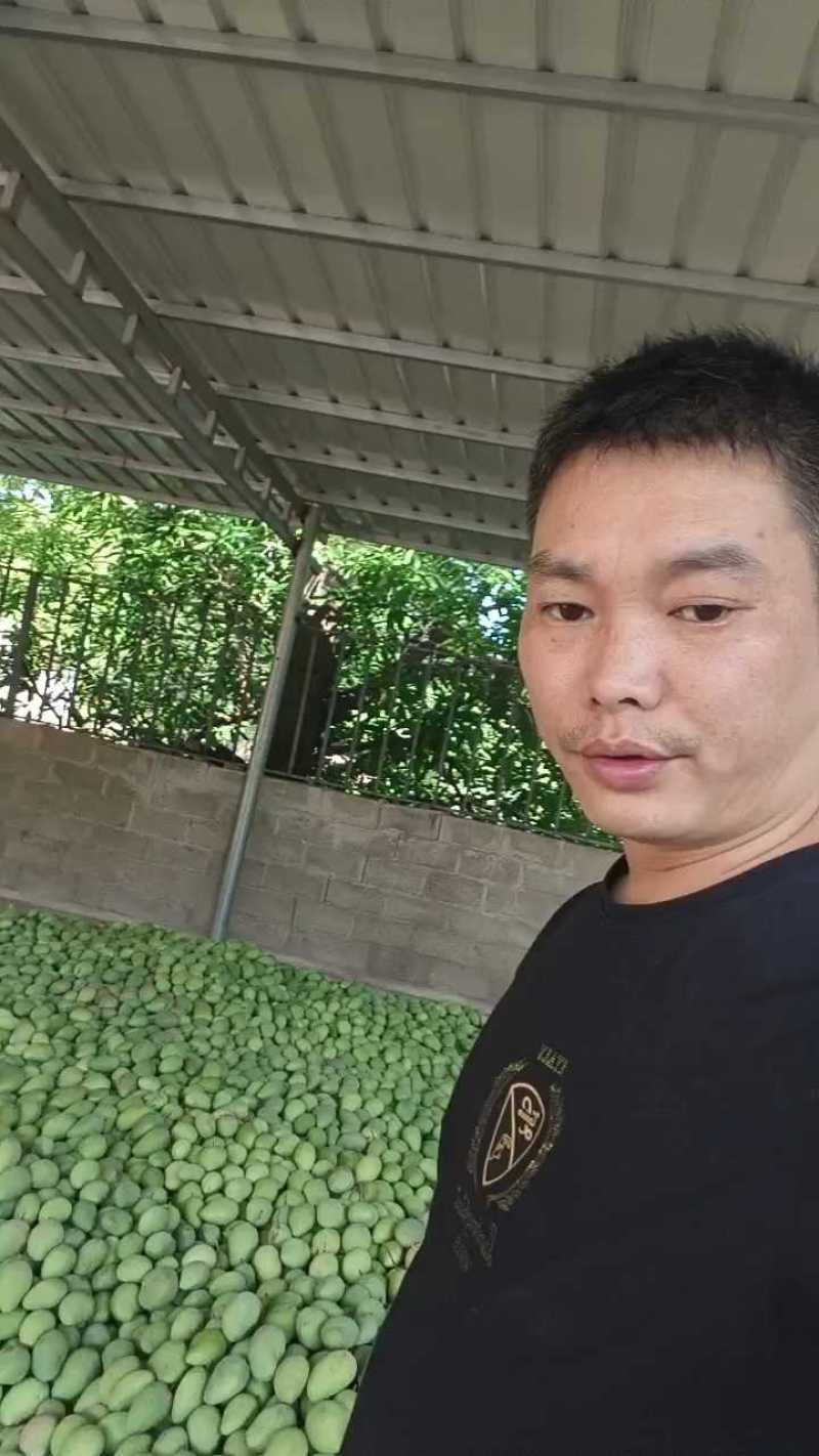 广西百色小台芒大量上市中批发零售均可基地直发一件代发
