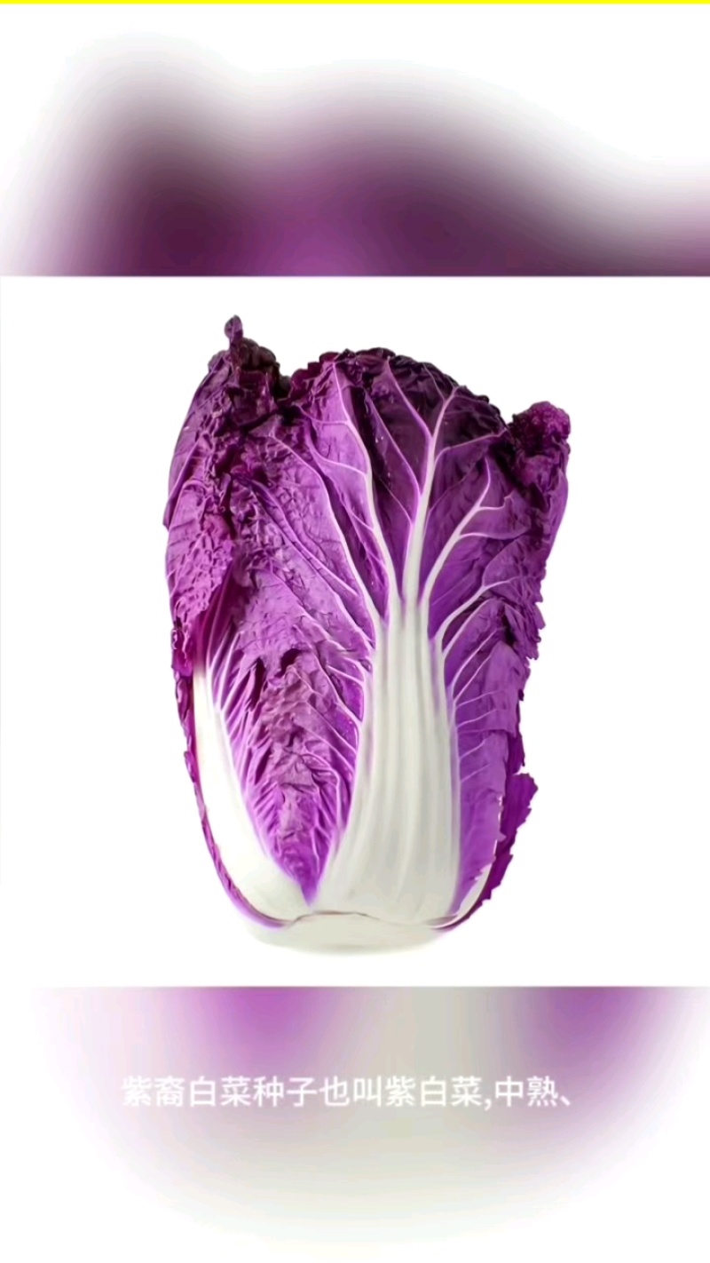 原装紫白菜种子紫裔白菜种子口感鲜嫩，商品性好纯度高