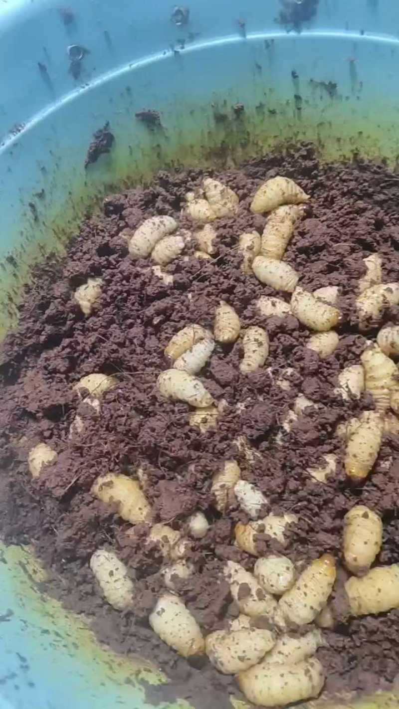 竹笋虫/河北承德产区直发/大量有货/欢迎选购/