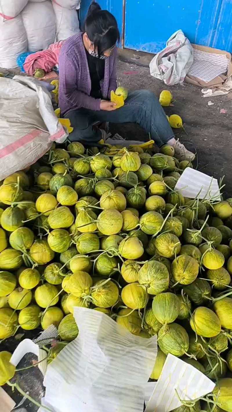 聊城黄金蜜罐甜瓜大量现货，甜度17个以上，现摘现发