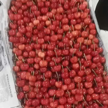 山东美早樱桃对接全国价格美丽质量好走货快欢迎询价热卖