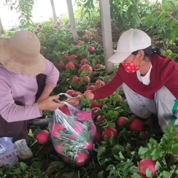 春节正常发货红皮萝卜无虫眼无黑心表皮光滑大量有货