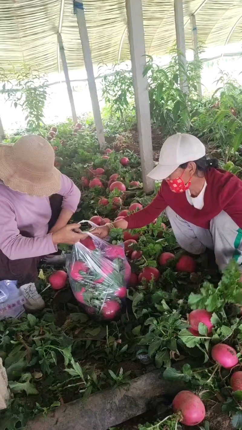 春节正常发货红皮萝卜无虫眼无黑心表皮光滑大量有货