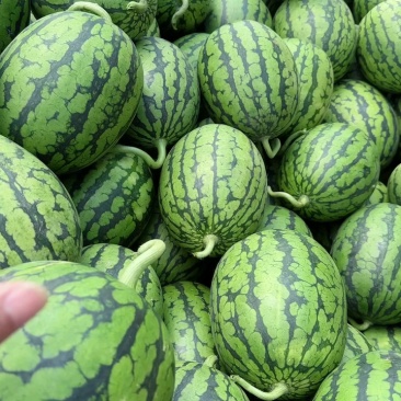 精品冰塘子