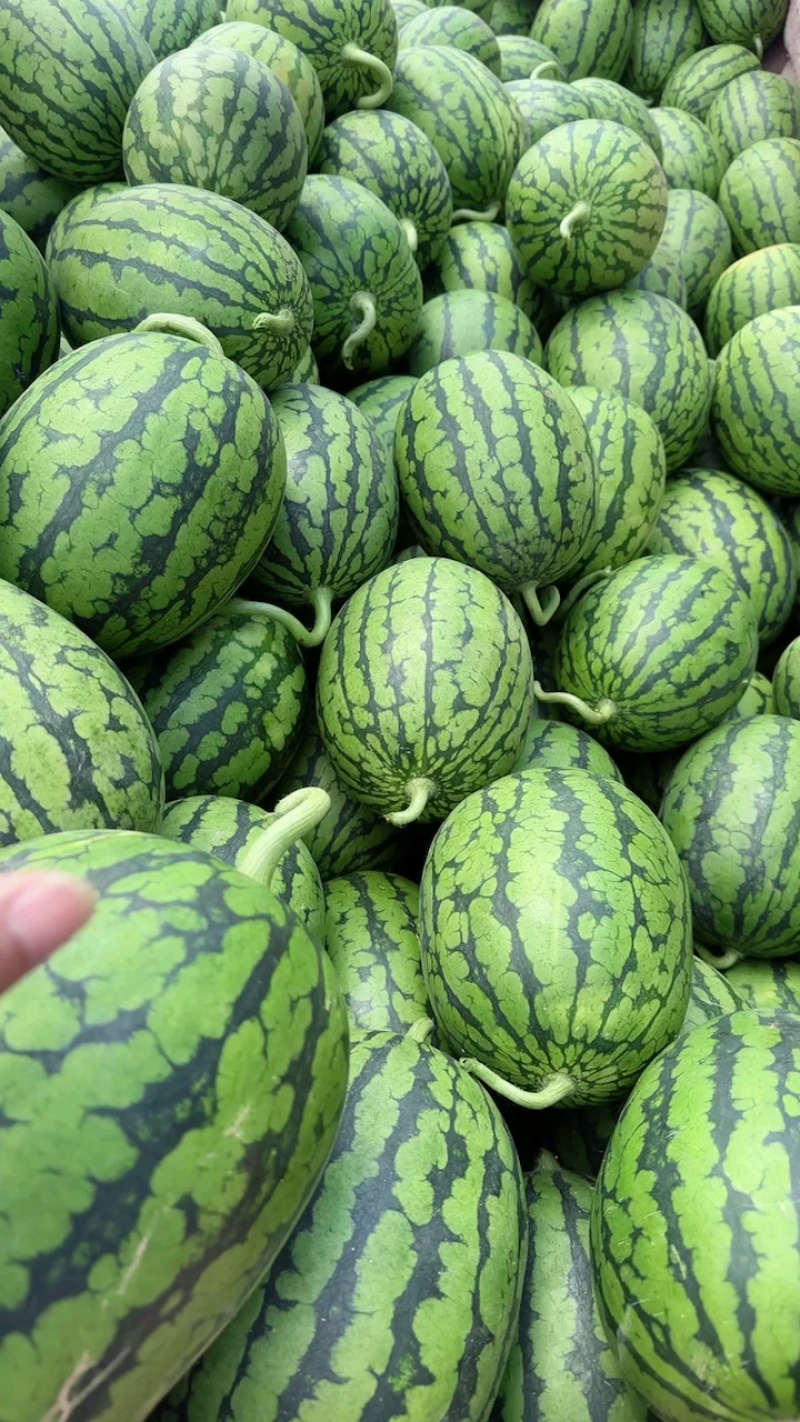 精品冰塘子