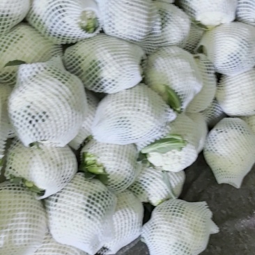 河北昌黎精品有机花上市，六毛起，小平跟特白！