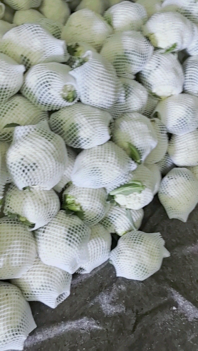 河北昌黎精品有机花上市，六毛起，小平跟特白！