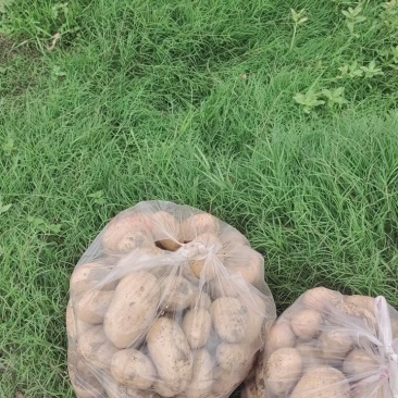 湖北精品黄心土豆大量上市品质保证量大从优一手货源