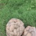 湖北精品黄心土豆大量上市品质保证量大从优一手货源