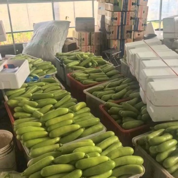 山东绿皮西葫芦质量好瓜条直电商，市场，超市货源充足
