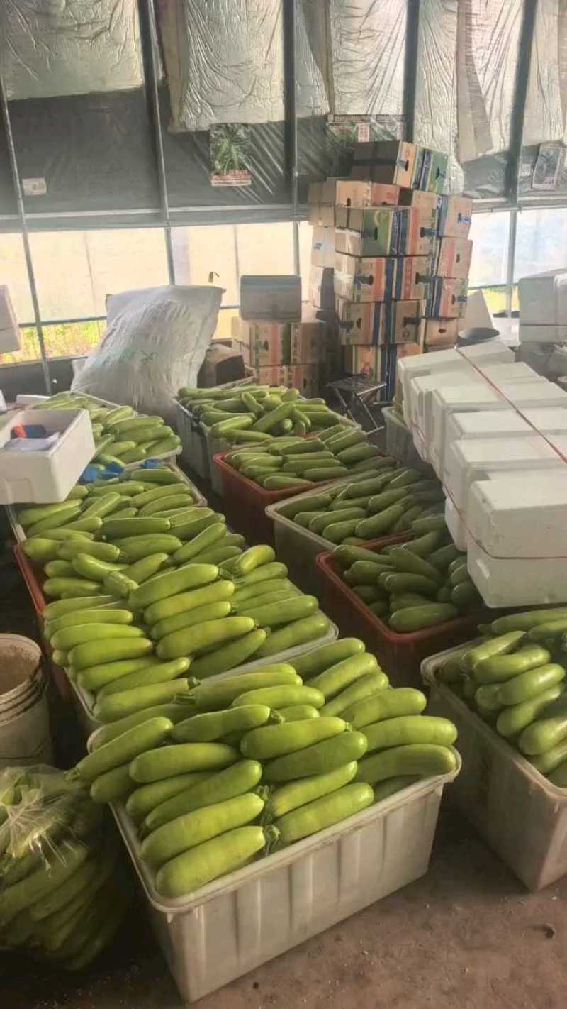 山东绿皮西葫芦质量好瓜条直电商，市场，超市货源充足