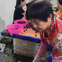 精选杨梅福建东魁杨梅漳州杨梅口感一绝价格实惠欢迎老板联系