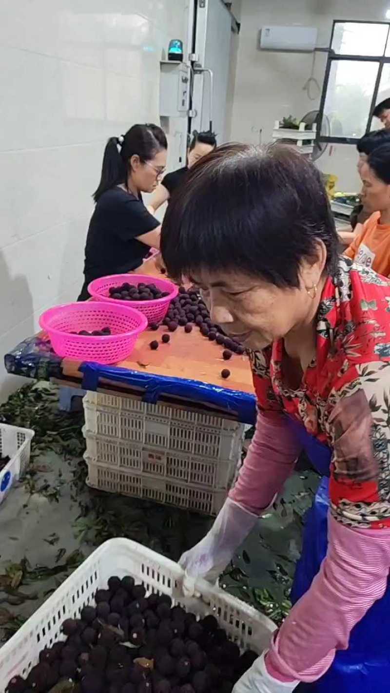 精选杨梅福建东魁杨梅漳州杨梅口感一绝价格实惠欢迎老板联系