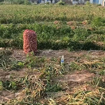 太空蒜出土，个头均匀杂质少，包地大户货源足。