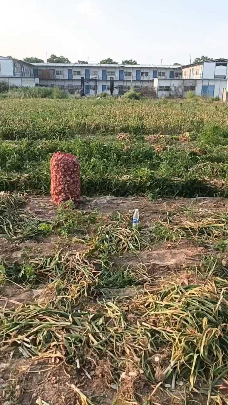 太空蒜出土，个头均匀杂质少，包地大户货源足。