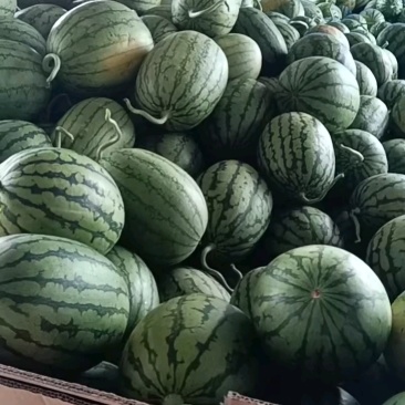 精品小糖丸，2k早春红玉西瓜。大量上市。皮薄含糖量高。