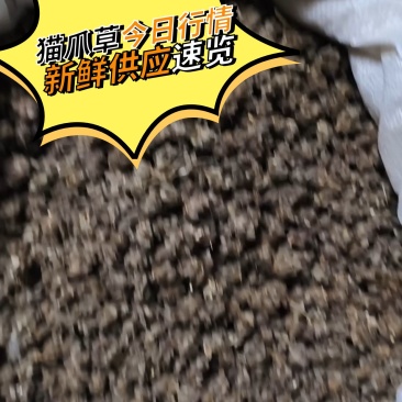 猫爪草