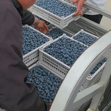 山东蓝莓大量有货基地直供品质优量大价优欢迎咨询来电