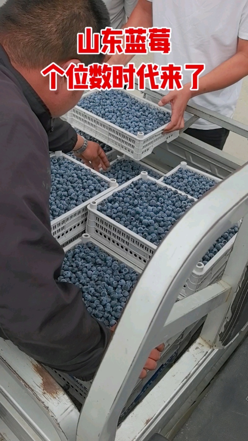 山东蓝莓大量有货基地直供品质优量大价优欢迎咨询来电