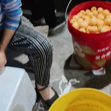 汉源大五星枇杷，产地直供，正在抢购中！
