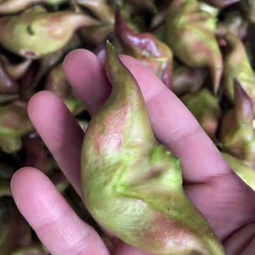 大青菱角，二青菱角