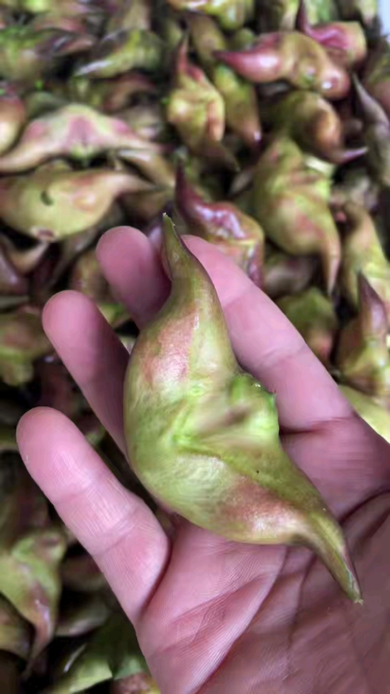 大青菱角，二青菱角