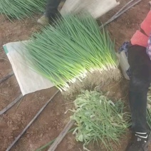 吉林精品香葱小葱质量保证全国统一发货，货源充足价格合理