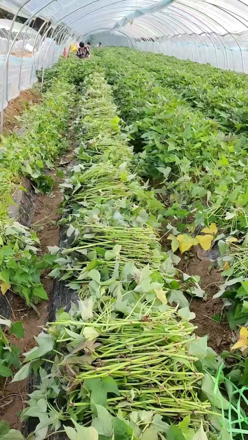 出售脱毒红薯苗：哈蜜！高产纯正！产地直发，保证品质！