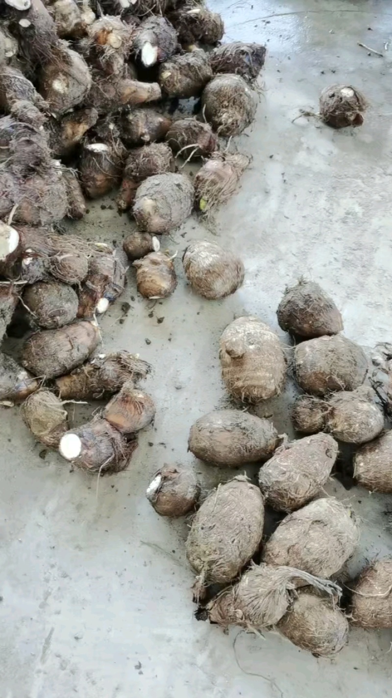 这芋头不孬，大小正好。